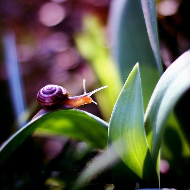 Snail - Wrapped Canvas Photograph 17 Stories Size: 51cm H x 51cm W x 3.8cm D on Productcaster.