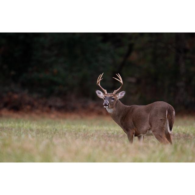 Large Whitetailed Deer Buck by Eei Tony - Wrapped Canvas Art Prints Alpen Home Size: 30cm H x 46cm W x 3.8cm D on Productcaster.