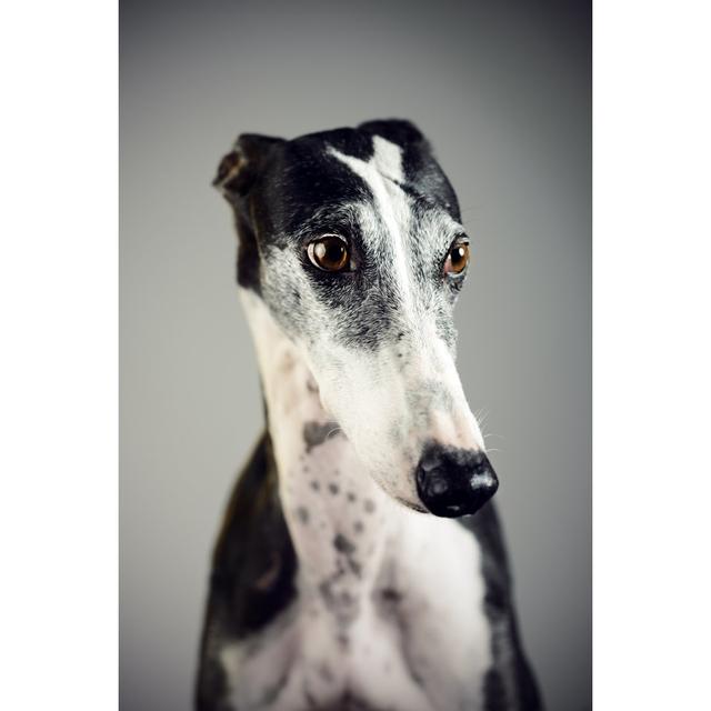 Greyhound by SensorSpot - No Frame Art Prints on Canvas 17 Stories Size: 50cm H x 75cm W on Productcaster.