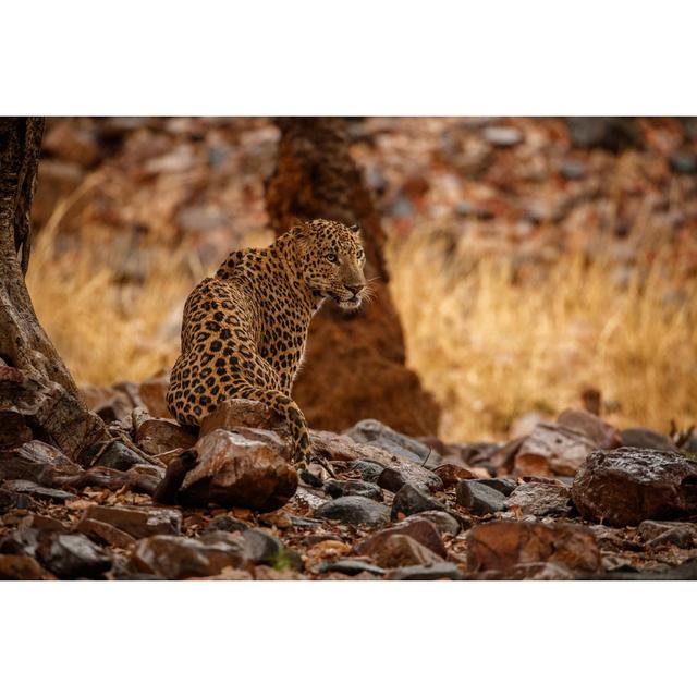 Leopard Wet in the Rain by Photocech - Wrapped Canvas Photograph Latitude Run Size: 51 cm H x 76 cm W on Productcaster.