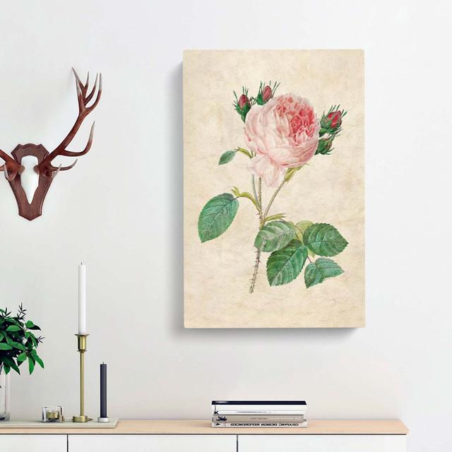 Cabbage Rose by Pierre-Joseph Redoute - Wrapped Canvas Painting Print East Urban Home Size: 60cm H x 40cm W x 3cm D on Productcaster.