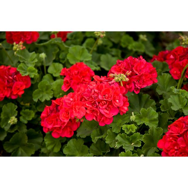 Photo of Bright Geraniums and Leaves - Wrapped Canvas Photograph Ebern Designs Size: 81cm H x 122cm W x 3.8cm D on Productcaster.