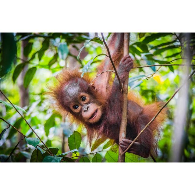 Orangutan In Tree by Greerfest - Wrapped Canvas Art Prints 17 Stories Size: 80cm H x 120cm W on Productcaster.