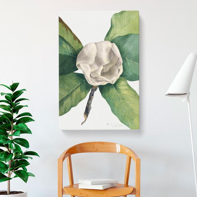 Southern Magnolia Vol.2 by Mary Vaux Walcott - Wrapped Canvas Painting East Urban Home Size: 60cm H x 40cm W x 3cm D on Productcaster.