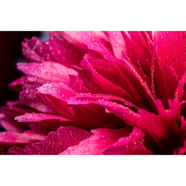 Macrophotography Of Wet Pink Peony - Print 17 Stories Size: 51cm H x 76cm W x 3.8cm D on Productcaster.