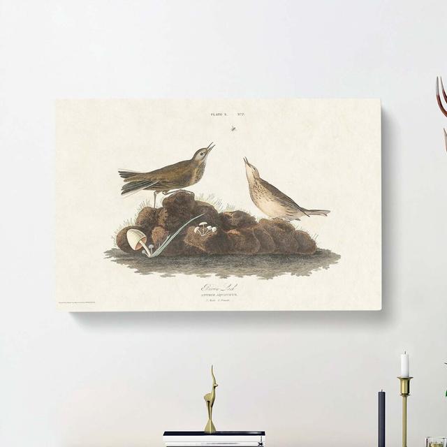 Brown Larks by John Audubon - Wrapped Canvas Painting East Urban Home Size: 40cm H x 60cm W x 3cm D on Productcaster.