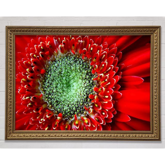 Red Gerbera Green Centre Close-Up Framed Print Bright Star Size: 21cm H x 29.7cm W x 3cm D on Productcaster.