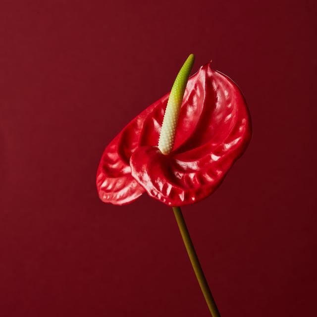 Red Flower on Red Background - Wrapped Canvas Photograph Latitude Run Size: 122cm H x 122cm W on Productcaster.