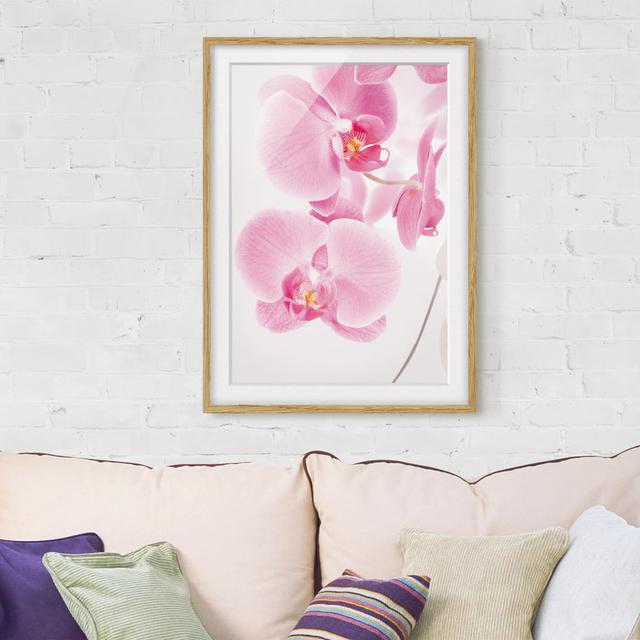 Gerahmtes Poster Delicate Orchids East Urban Home Größe: 40 cm H x 30 cm B, Rahmenoptionen: Naturbelassene Eiche on Productcaster.