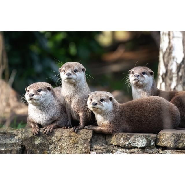 Small-Clawed Otters by Unknown - Wrapped Canvas Photograph Alpen Home Size: 61cm H x 91cm W on Productcaster.