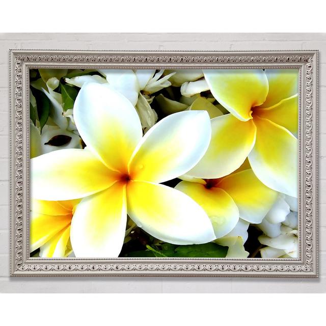 White Yellow Flowers - Single Picture Frame Art Prints Ebern Designs Format: Black Framed Wood, Size: 21cm H x 29.7cm W x 3cm D on Productcaster.