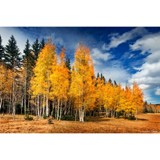 Through the Yellow Trees II - Wrapped Canvas Photograph Union Rustic Size: 30cm H x 46cm W on Productcaster.