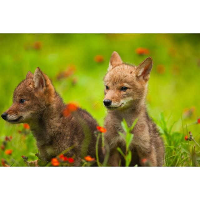 Cute Coyote Pups by Jimkruger - Wrapped Canvas Print Harriet Bee Size: 51cm H x 76cm W x 3.8cm D on Productcaster.