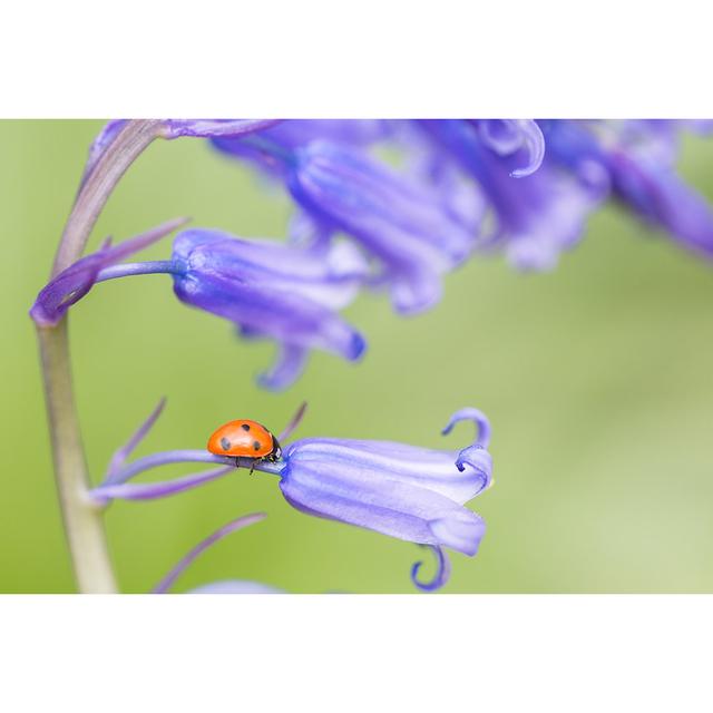 Esters Ladybird by Equilibrium99 - Wrapped Canvas Photograph Latitude Run Size: 81cm H x 122cm W x 3.8cm D on Productcaster.