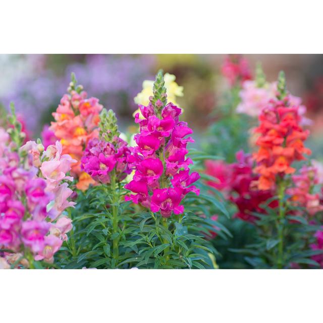 Snap Dragon (Antirrhinum Majus) by Joloei - Wrapped Canvas Photograph Ebern Designs Size: 12"H x 18"W on Productcaster.