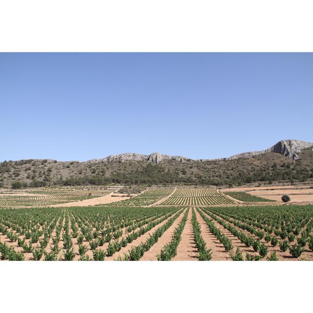 Yecla Vineyards by Soyazur - Wrapped Canvas Photograph Alpen Home Size: 51cm H x 76cm W on Productcaster.