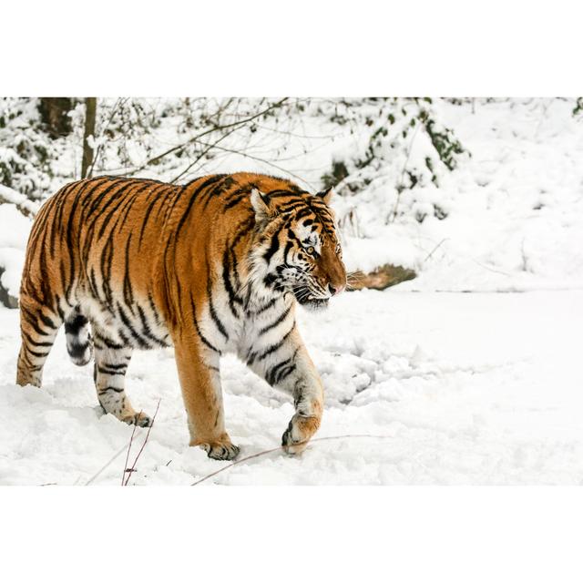 Slowly walking Siberian tiger in snow 17 Stories Size: 20cm H x 30cm W on Productcaster.