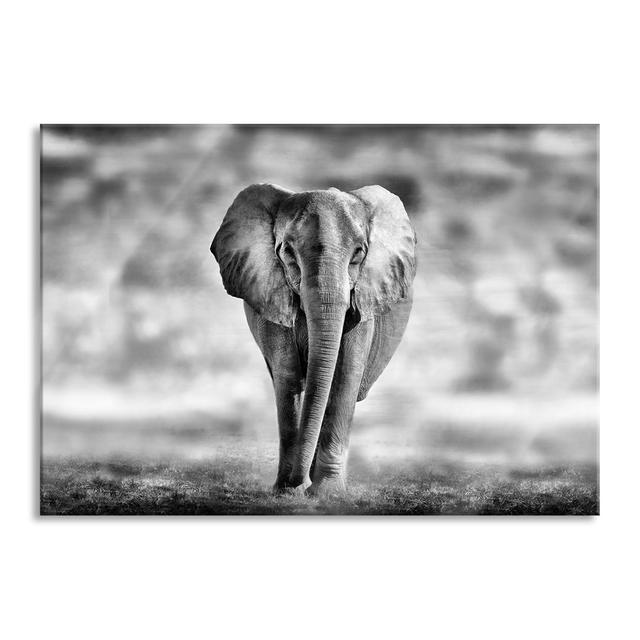 Lonely Elephant - Unframed Photograph on Glass Brayden Studio Size: 70cm H x 100cm W x 0.4cm D on Productcaster.