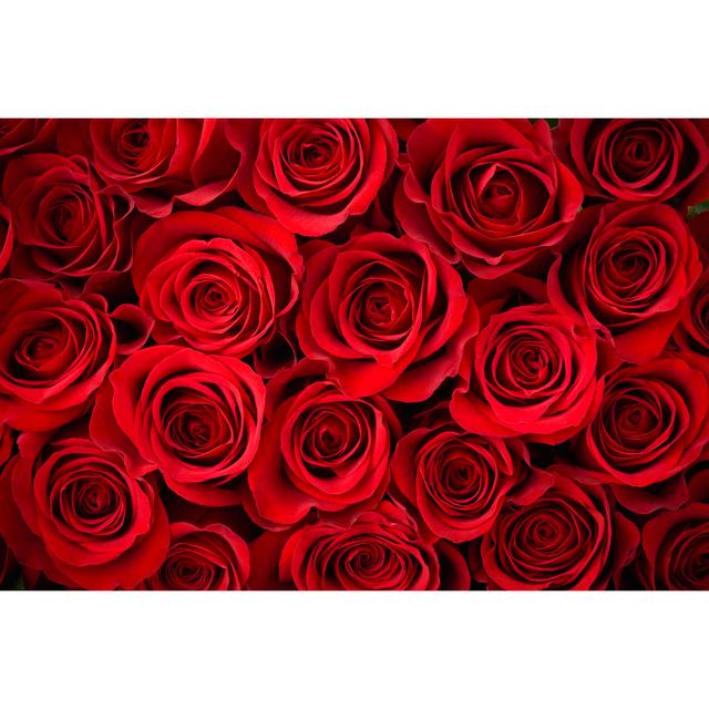 Rote Rose Hintergrund von Liliboas - Kunstdrucke auf Leinwand 17 Stories Größe: 40 cm H x 60 cm B on Productcaster.