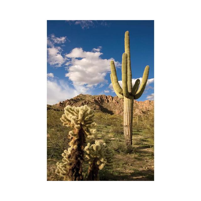 Saguaro Cactus in Desert, Arizona by Tom Vezo - Wrapped Canvas Photograph Natur Pur Size: 101.6cm H x 66.04cm W x 3.81cm D on Productcaster.