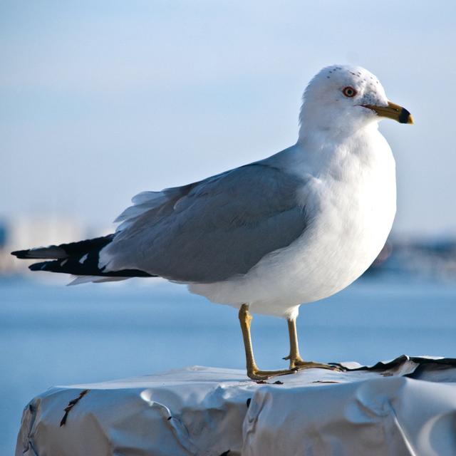 Seagull 2 House of Hampton Size: 30cm H x 30cm W x 3.8cm D on Productcaster.