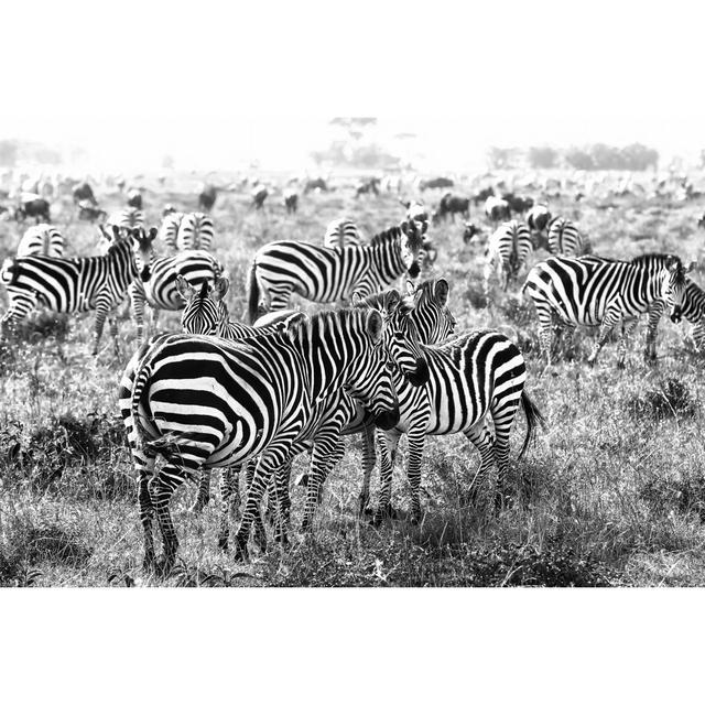 Zebras by 1001slide - Wrapped Canvas Print Wall Art Production Network Size: 61cm H x 91cm W x 3.8cm D on Productcaster.