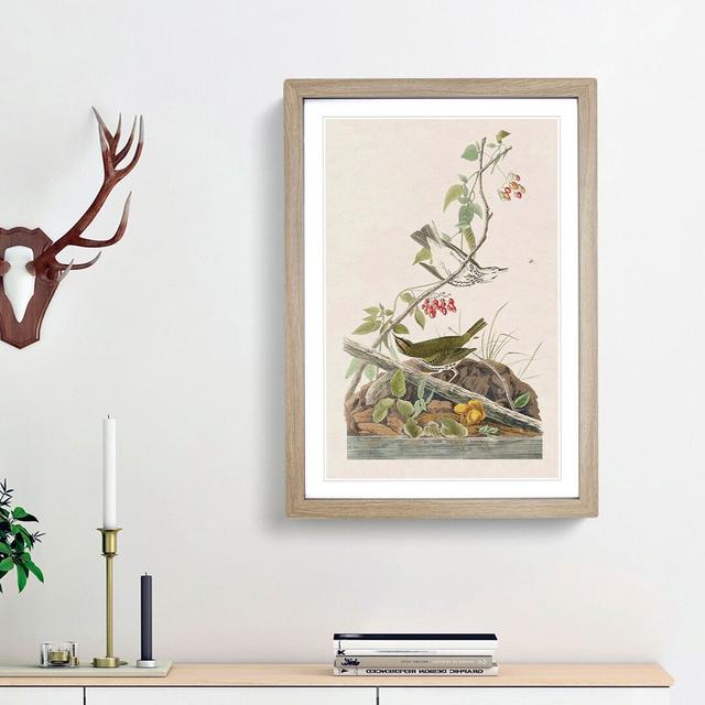 Golden-Crowned Thrush by John James Audubon - Picture Frame Art Print East Urban Home Frame Option: Oak Framed, Size: 36cm H x 27cm W x 2cm D on Productcaster.