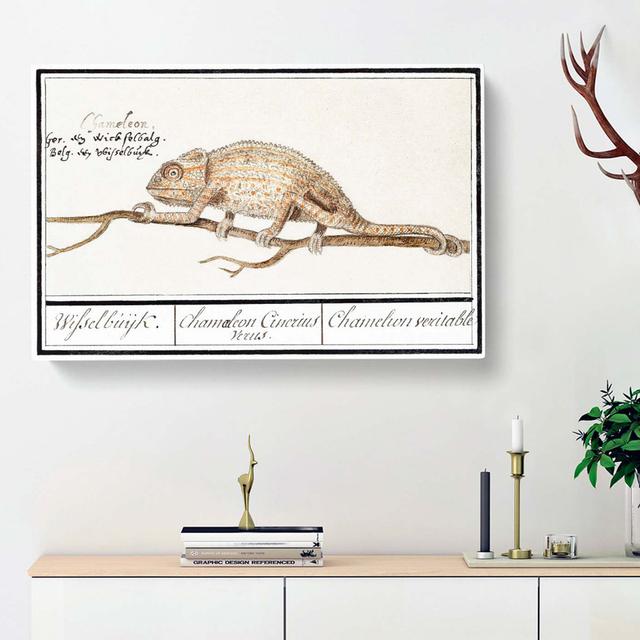 Chameleon by A.B. De Boodt - Wrapped Canvas Painting Print East Urban Home Size: 40cm H x 60cm W x 3cm D on Productcaster.