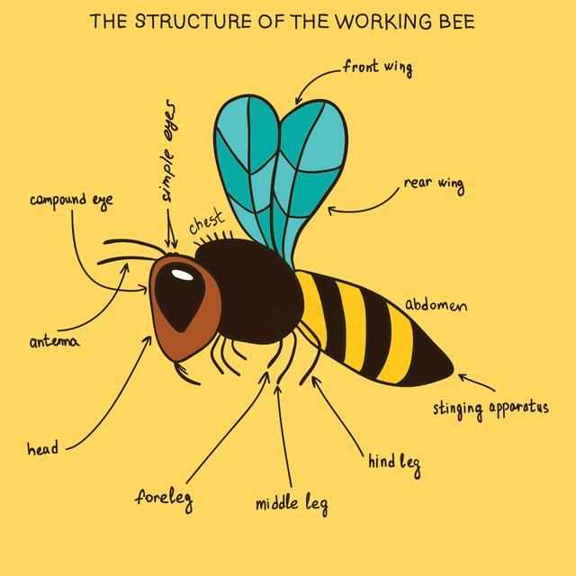 Semmes The Working Bee - Wrapped Canvas Graphic Art August Grove Size: 122cm H x 122cm W x 3.8cm D on Productcaster.