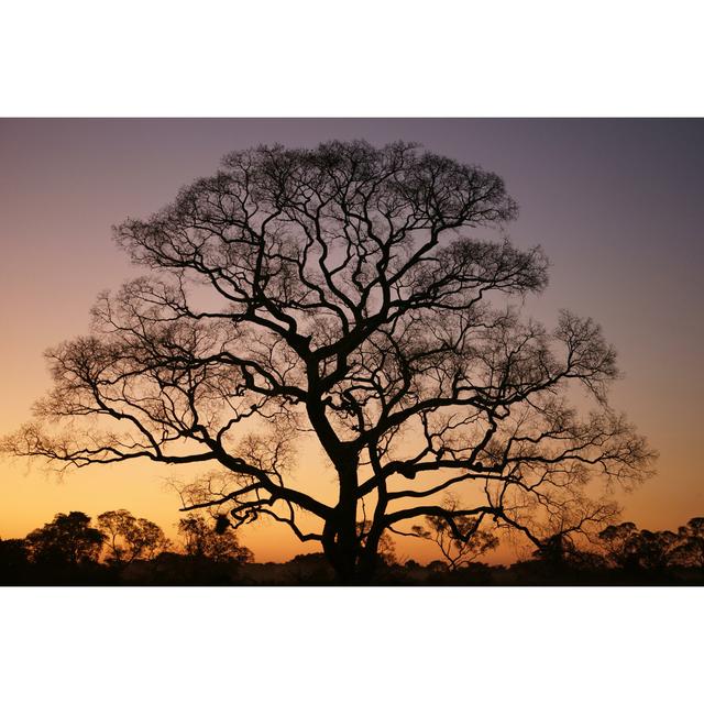 Gigantic Tree in the Sunset - Unframed Graphic Art Ebern Designs on Productcaster.