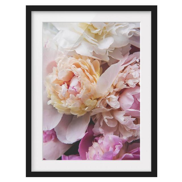 Flowering Peonies - Picture Frame Photograph Canora Grey Size: 40cm H x 30cm W x 2cm D, Frame Option: Black Framed on Productcaster.