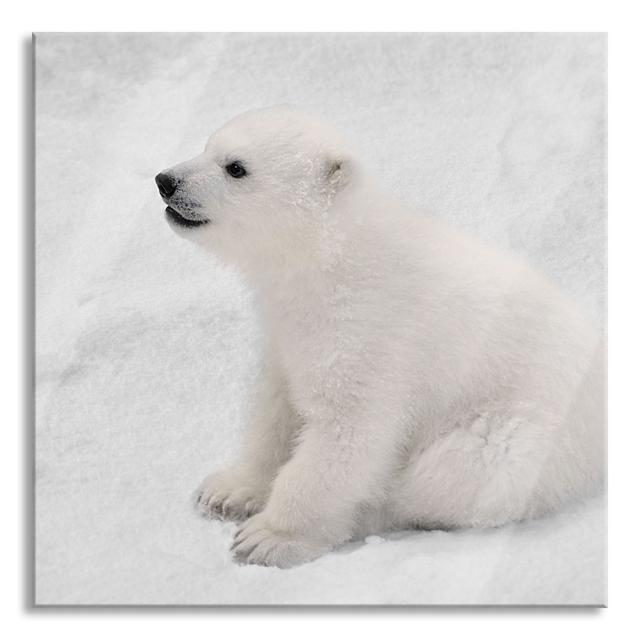 Cute Polar Bear Baby - No Frame Print on Glass Ebern Designs Size: 70cm H x 70cm W x 0.4cm D on Productcaster.