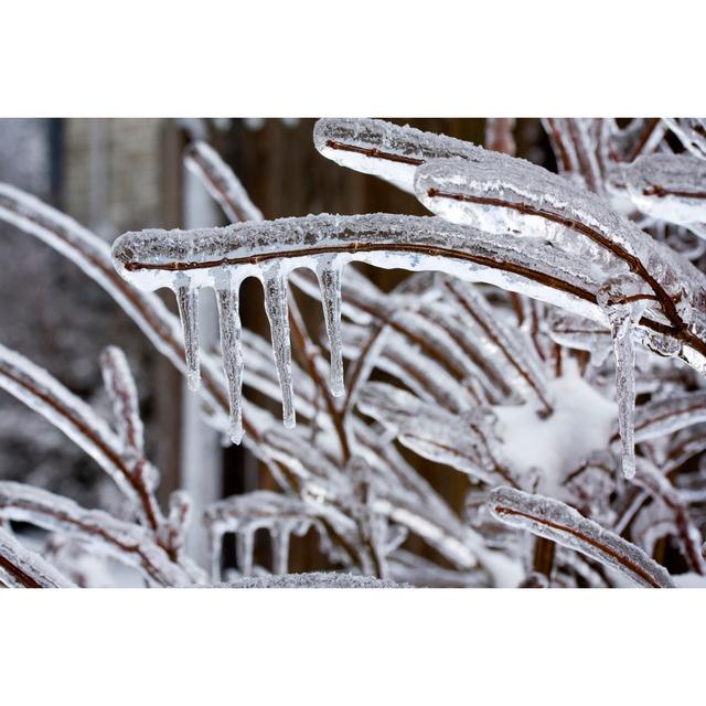 Frozen Branches by Brian_Brockman - No Frame Print on Canvas 17 Stories Size: 20cm H x 30cm W on Productcaster.