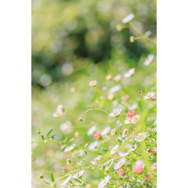 Field of Daisyes by Pig - Wrapped Canvas Photograph Marlow Home Co. Size: 91cm H x 61cm W on Productcaster.