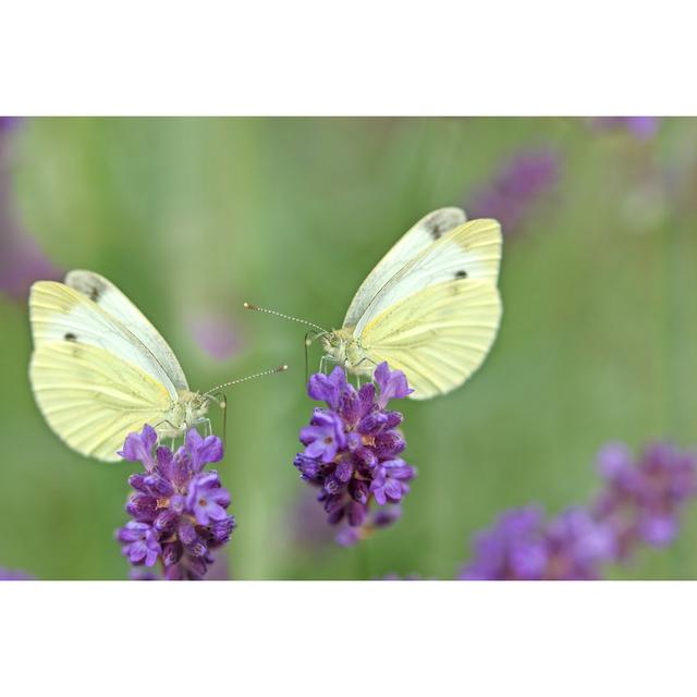 Castana Butterflies On Lavender - Print 17 Stories Size: 20cm H x 30cm W x 3.8cm D on Productcaster.