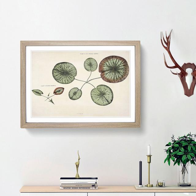 Leaves of a Gigantic Water Lily by William Sharp - Picture Frame Painting Print East Urban Home Frame Option: Oak Framed, Size: 36cm H x 48cm W x 2cm on Productcaster.