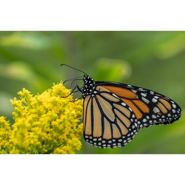 Macree Monarch Butterfly by Arlutz73 - Wrapped Canvas Photograph Brambly Cottage Size: 51cm H x 76cm W x 3.8cm D on Productcaster.