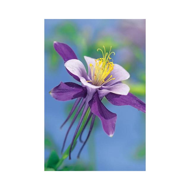 Colorado Blue Columbine Close Up Of Bloom by Tim Fitzharris - Wrapped Canvas Print Latitude Run Size: 30.48cm H x 20.32cm W x 1.91cm D on Productcaster.