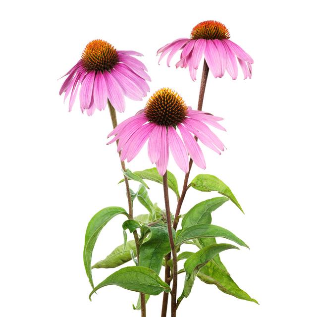 Purple coneflower 17 Stories Size: 76cm H x 51cm W on Productcaster.