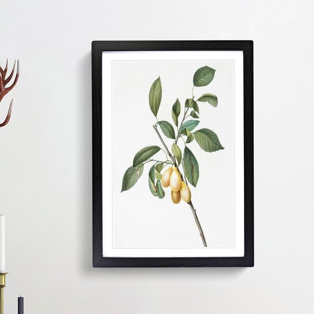 Plums Upon the Tree by Giorgio Gallesio - Picture Frame Painting Print East Urban Home Frame Option: Black Framed, Size: 65cm H x 48cm W x 2cm D on Productcaster.