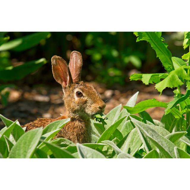 Rabbit Eating Greens In The Garden August Grove Size: 20cm H x 30cm W x 3.8cm D on Productcaster.