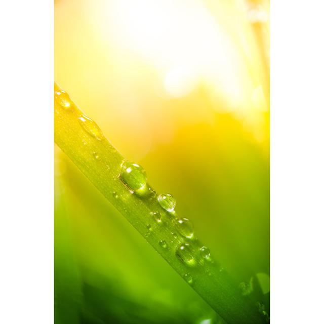 Morning Dew - Print 17 Stories Size: 46cm H x 30cm W x 3.8cm D on Productcaster.