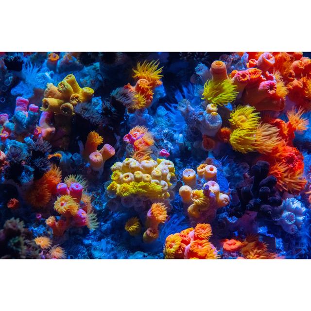 Coral Reef by Tobiasjo - No Frame Print on Canvas Beachcrest Home Size: 30cm H x 30cm W on Productcaster.