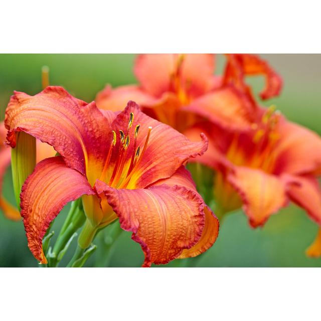 Variety Red Day Lily - Wrapped Canvas Photograph Ebern Designs Size: 30cm H x 46cm W on Productcaster.