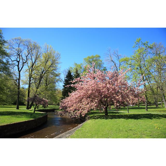 Park Scene with a Cherry Blossom Tree ClassicLiving Size: 61cm H x 91cm W on Productcaster.