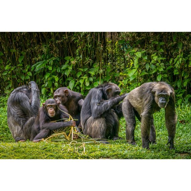 A Humorous Portrait of a Group of Chimps in a Rainforest Setting by Cheryl Ramalho - Wrapped Canvas Photograph Ebern Designs Size: 81.28cm H x 121.92c on Productcaster.