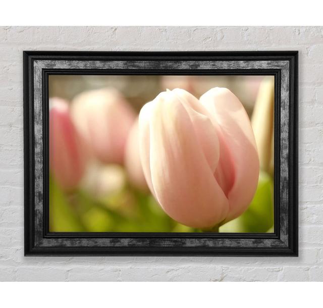 Baby Pink Tulip - Single Picture Frame Art Prints Bright Star Size: 84.1cm H x 142.2cm W x 8cm D on Productcaster.