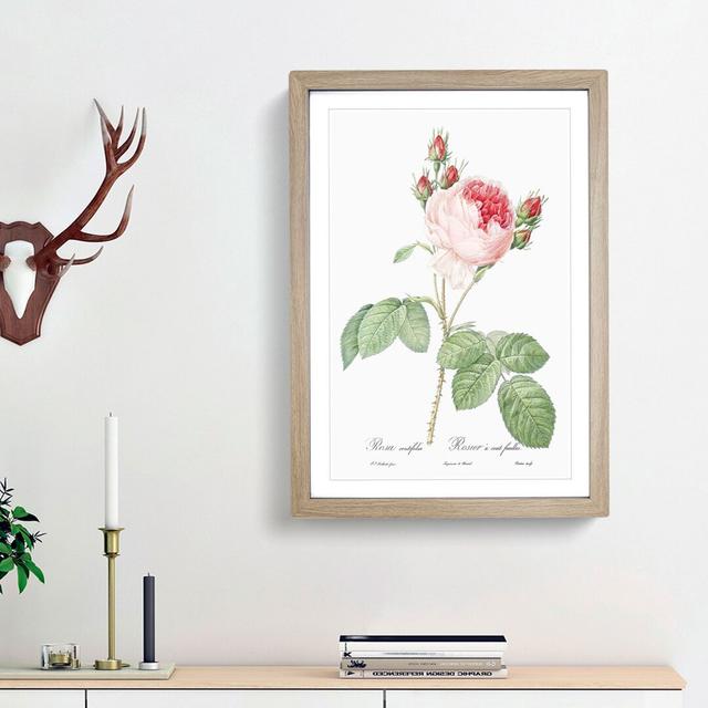 A Pink Cabbage Rose by Pierre-Joseph Redoute - Picture Frame Painting Print on Paper East Urban Home Size: 45cm H x 33cm W x 2cm D, Frame Option: Oak on Productcaster.