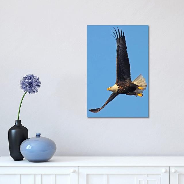 Soaring by Brian Wolf - Wrapped Canvas Photograph Ebern Designs Size: 45.72cm H x 30.48cm W x 1.91cm D on Productcaster.