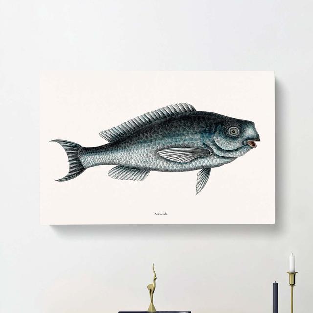 Blue Fish by Mark Catesby - Wrapped Canvas Painting East Urban Home Size: 60cm H x 91cm W x 3cm D on Productcaster.